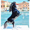 Cavallo Mustang - Nero - Vetro di Murano orginale OMG