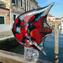 Pesce Angelo - Vetro Murano Originale OMG
