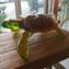 Marine Turtle - Sculpture - Original Murano Glass