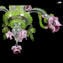 Venetian Chandelier Rosa - Floral Rosetto - Murano Glass