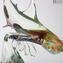 Hammerhead Shark - Sculpture in chalcedony - Original Murano Glass Omg