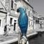 Pappagallo Blu - Modellato a Mano - Vetro di Murano Originale OMG