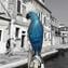 Light Blue Parrot and silver - Glass Sculpture - Original Murano Glass OMG