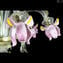 Chandelier Pink Iris Rosetto - Luxury Collection