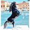 Caballo Mustang - Negro - Cristal de Murano original OMG