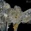 Araña Veneciana Elegante - Oro 24kt - Cristal de Murano