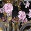 Venetian Chandelier - Rosetto Floreale - Original Murano Glass