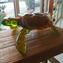 Tortue marine - Sculpture - Verre de Murano original