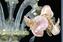Araña Veneciana Rosetto Oro Rosa 24kt - Cristal de Murano Original