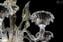 Venetian Chandelier Classic Michelangelo - Original Murano Glass