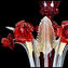 Venetian Chandelier Dasy Red and pure gold - Murano Glass