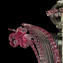 威尼斯枝形吊燈 - Ca Foscari - Original Murano Glass - 粉紅色