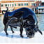 Toro negro - Escultura fina - Cristal de Murano original OMG