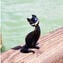 Chat noir - Verre de Murano d'origine OMG