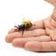꿀벌 - 오리지널 무라노 글래스 OMG