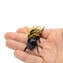 النحلة - زجاج مورانو الأصلي OMG