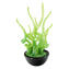 Blixa - 水生植物 - グリーン - オリジナル ムラーノ ガラス OMG