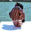 Fisch-Vivace – mit Blattsilber – mit Textur – Original Murano-Glas
