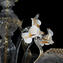 Lustre vénitien Rosetto en or blanc 24 carats - Verre de Murano original