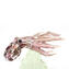 Rosenkrake auf Glaswelle - Original Muranoglas OMG