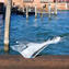 Papera in volo figurina - Bianco sommerso - Vetro di Murano