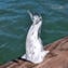 Pinguino figurina - Bianco sommersi - Vetro di Murano